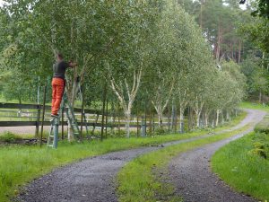 Beskärning träd Kungsbacka