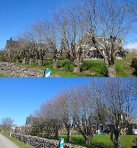 Arborist Kungsbacka