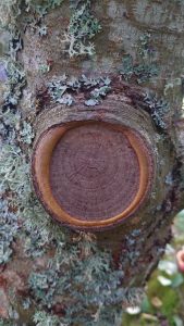 Arborist Kungsbacka