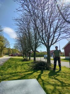 Trädbeskärning Kungsbacka Onsala Gottskär