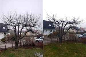 Beskärning fruktträd Onsala Kungsbacka