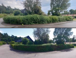 Häckklippning i Kungsbacka
